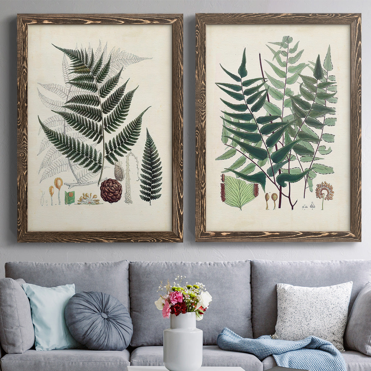 Set of two walnut barnwood framed canvas prints depicting paired natural-history fern plates with varied green fronds, roots, spores, and archival labels above a sofa in a contemporary living room.