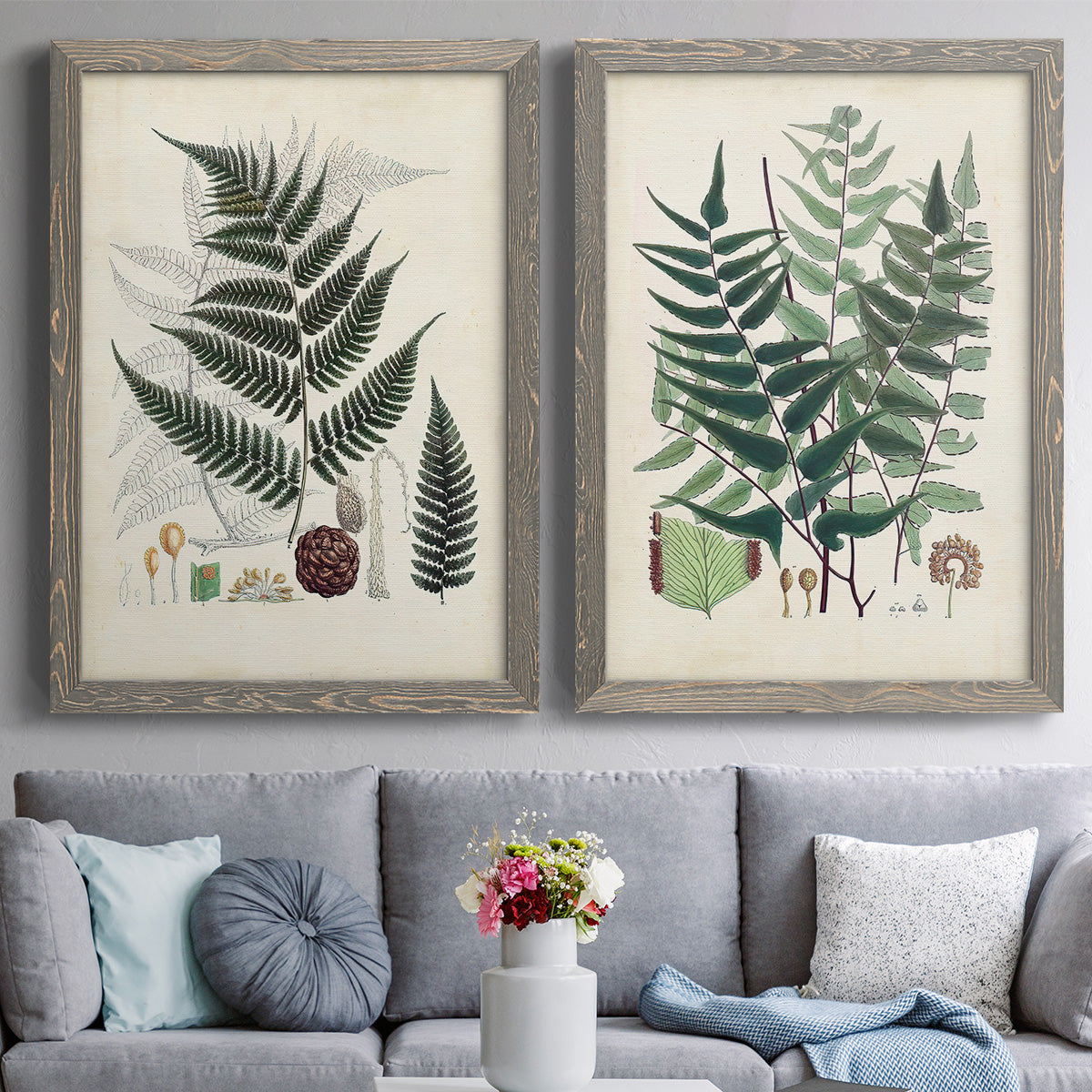 Set of two gray barnwood framed canvas prints depicting paired natural-history fern plates with varied green fronds, roots, spores, and archival labels above a sofa in a contemporary living room.
