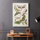 Antique Moths II - Canvas Art Print