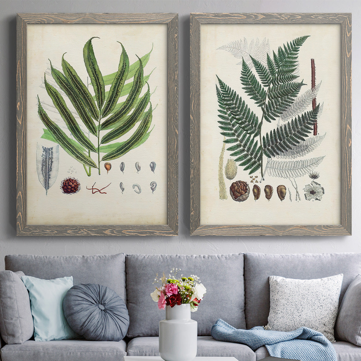 Set of two gray barnwood framed canvas prints depicting paired natural-history fern plates with varied green fronds, roots, spores, and archival labels above a sofa in a contemporary living room.