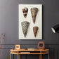 Cone Shell Collection I - Canvas Art Print