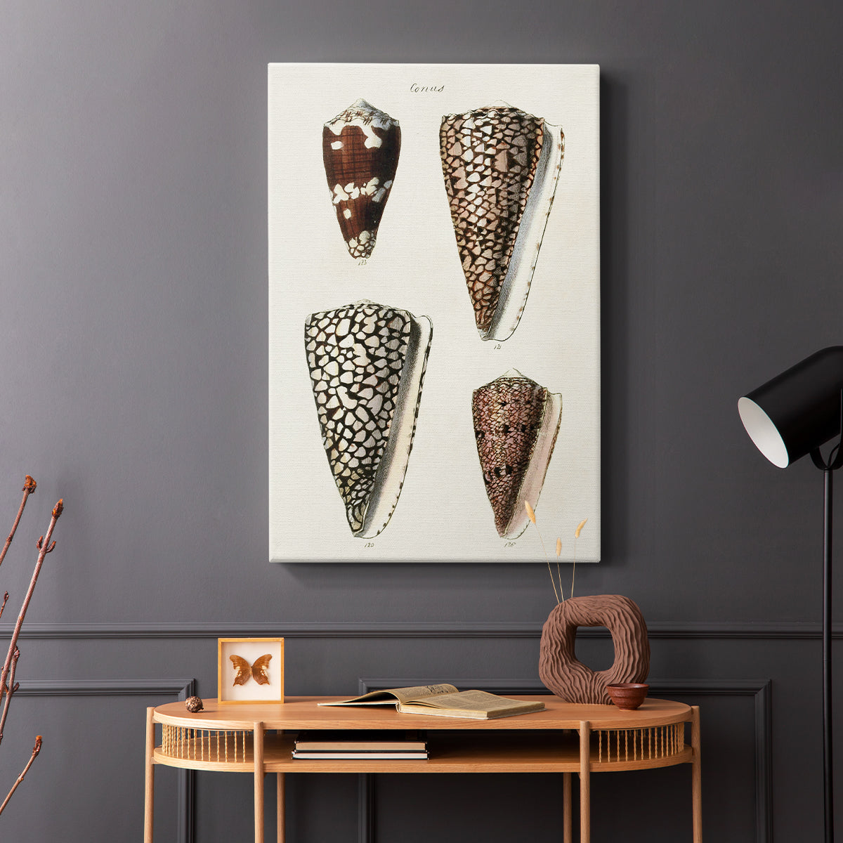 Cone Shell Collection I - Canvas Art Print