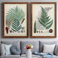 Set of two maple barnwood framed canvas prints depicting paired natural-history fern plates with varied green fronds, roots, spores, and archival labels above a sofa in a contemporary living room.