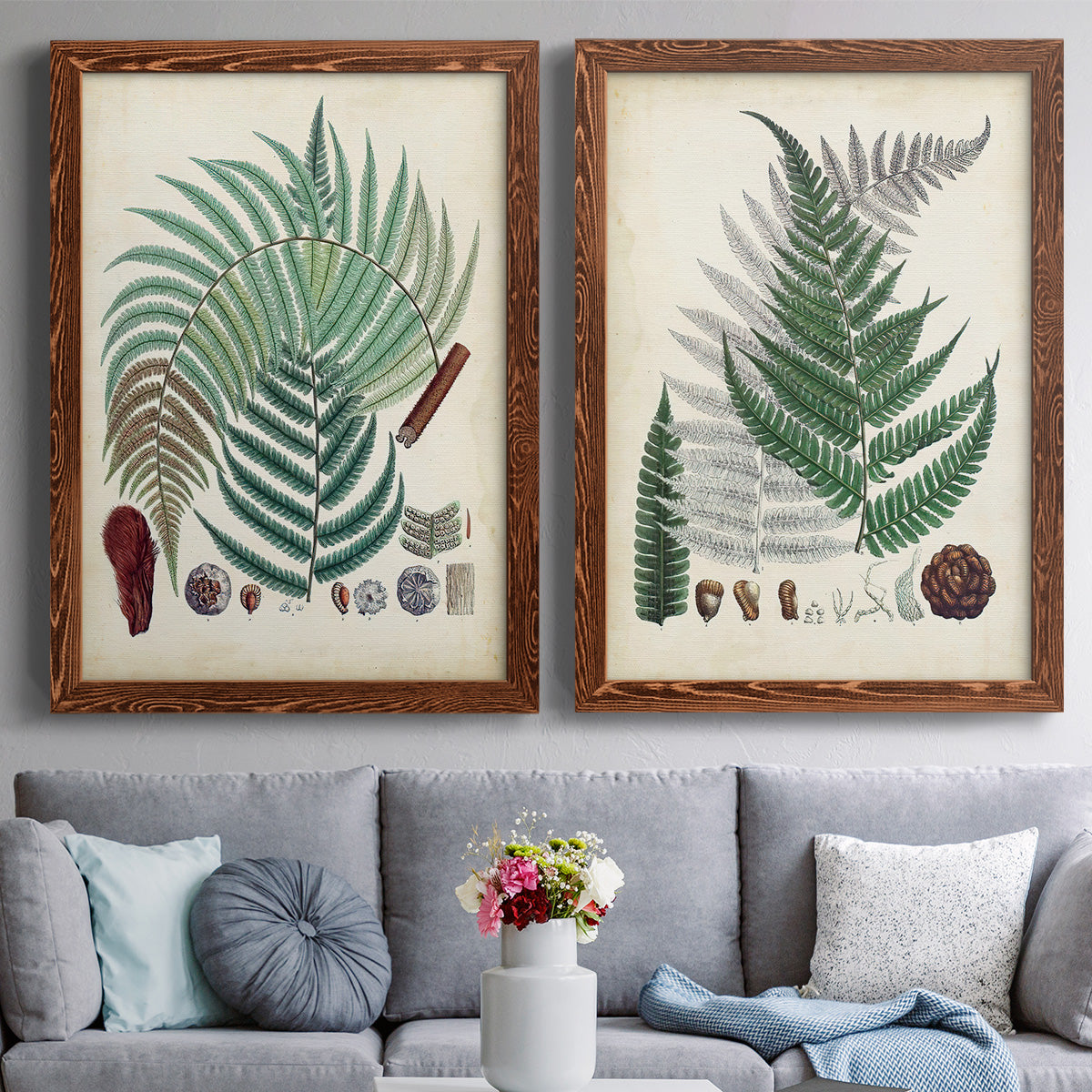 Set of two maple barnwood framed canvas prints depicting paired natural-history fern plates with varied green fronds, roots, spores, and archival labels above a sofa in a contemporary living room.