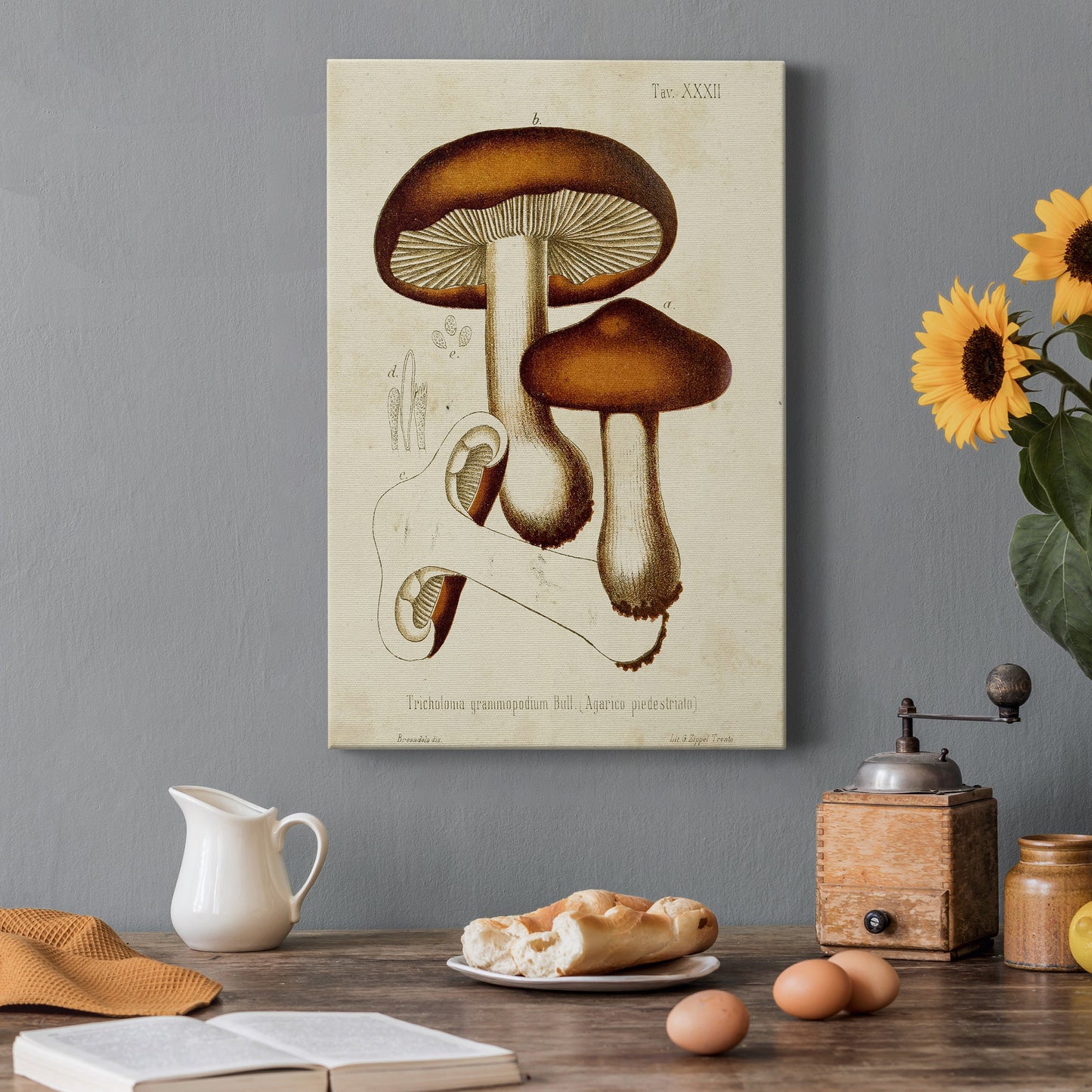 Mushroom Varieties VI Premium Gallery Wrapped Canvas - Ready to Hang