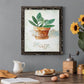 Potted Sage - Premium Canvas Framed in Barnwood - Ready to Hang