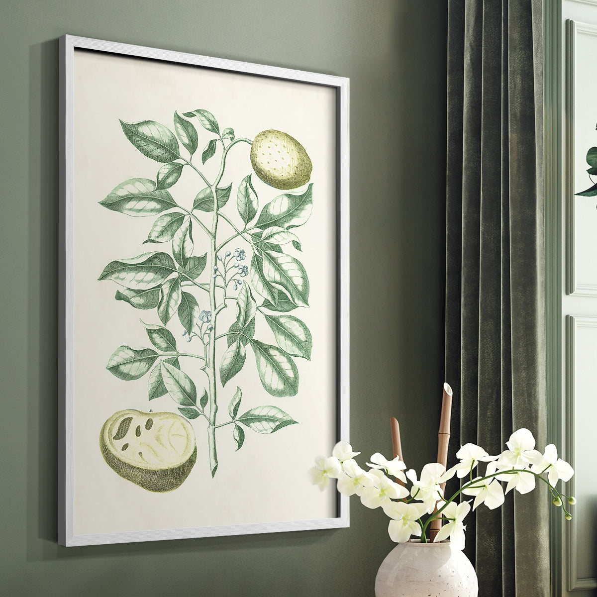 Buchoz Tropicals III - Restickable Framed Art Print