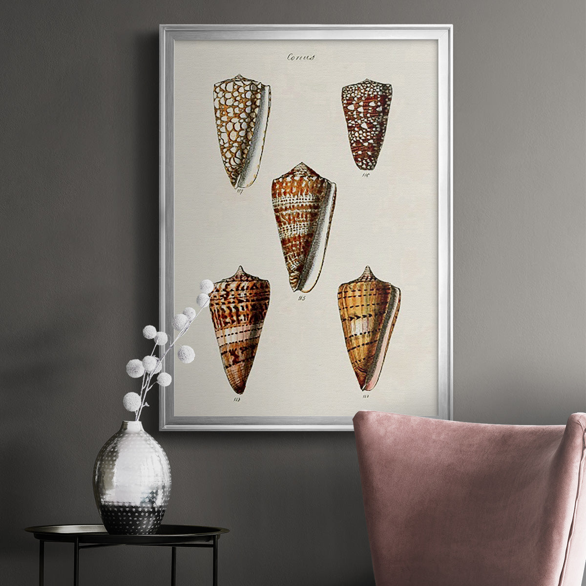 Cone Shell Collection II - Modern Framed Canvas Print