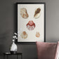 Pastel Knorr Shells V - Modern Framed Canvas Print