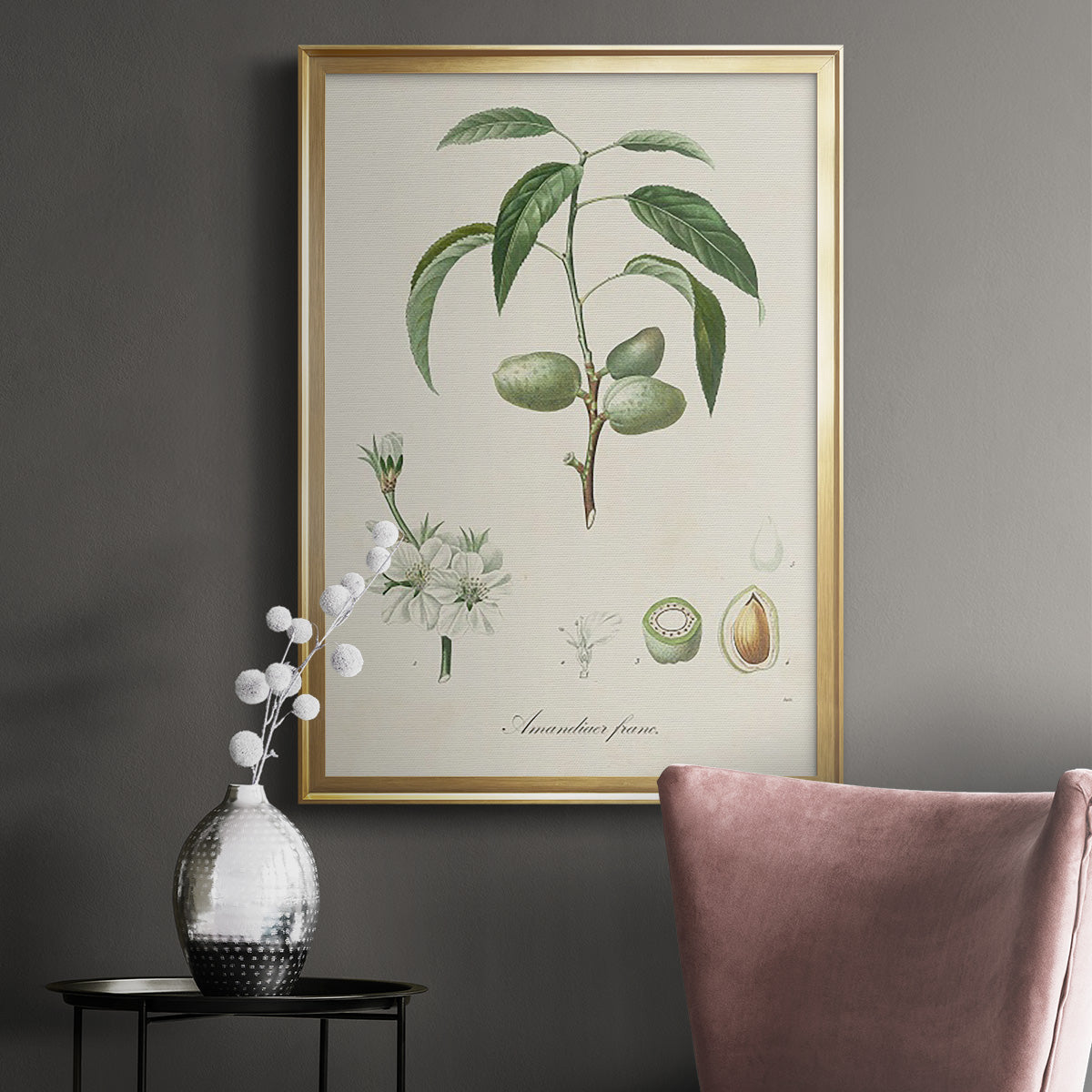 Antique Almond Botanical I - Modern Framed Canvas Print