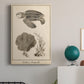 Sea Turtle Study II - Canvas Art Print