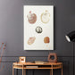 Pastel Knorr Shells VIII - Canvas Art Print