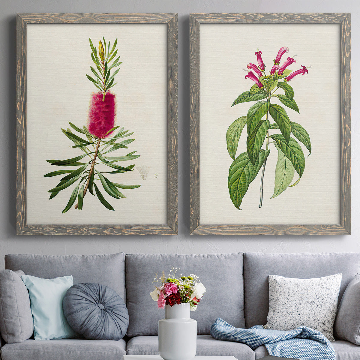 Set of two gray barnwood framed canvas prints depicting paired vintage botanical plate illustrations with peonies thistles leafy stems and archival cream paper above a sofa in a contemporary living room.