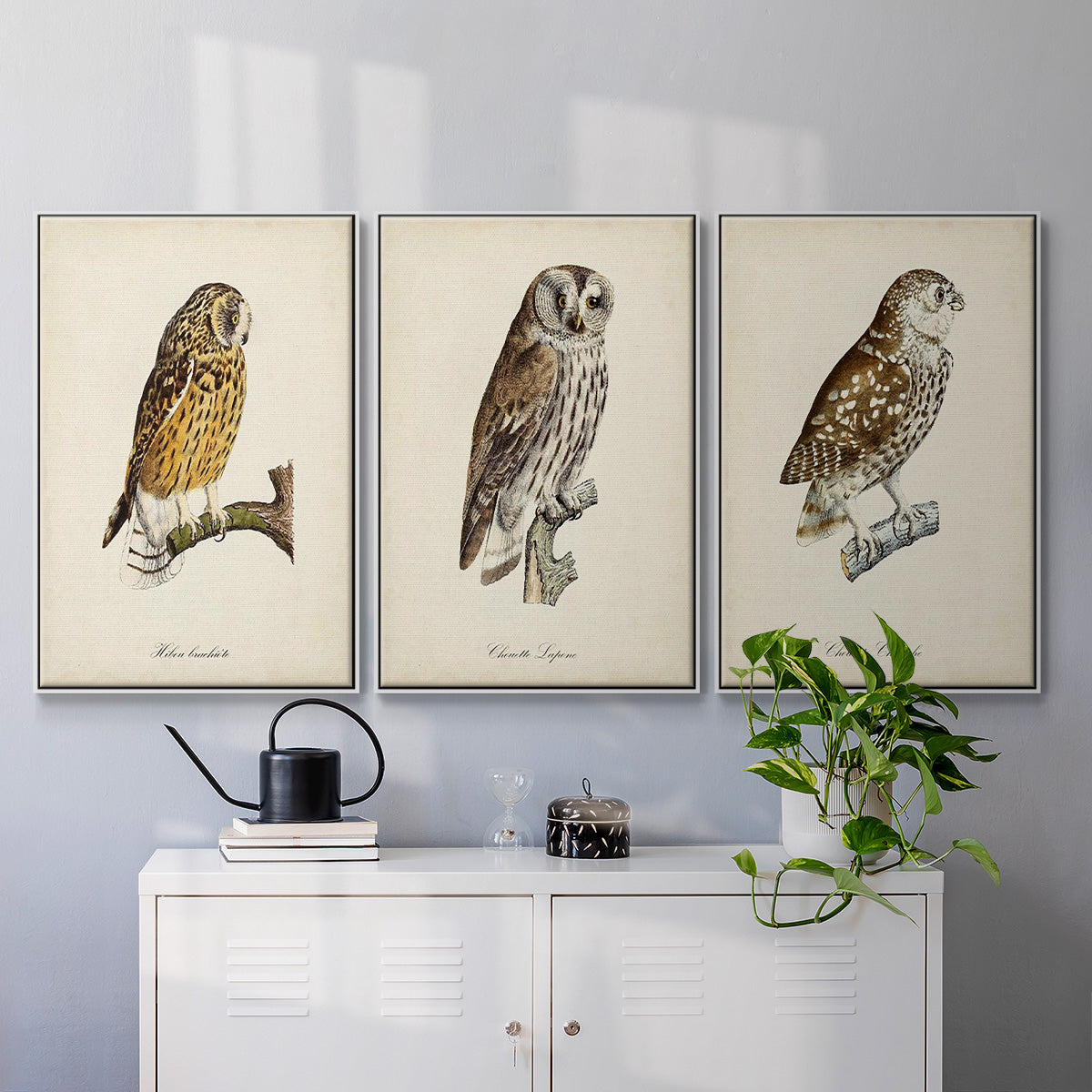 French Owls I - Framed Premium Gallery Wrapped Canvas L Frame 3 Piece Set - Ready to Hang