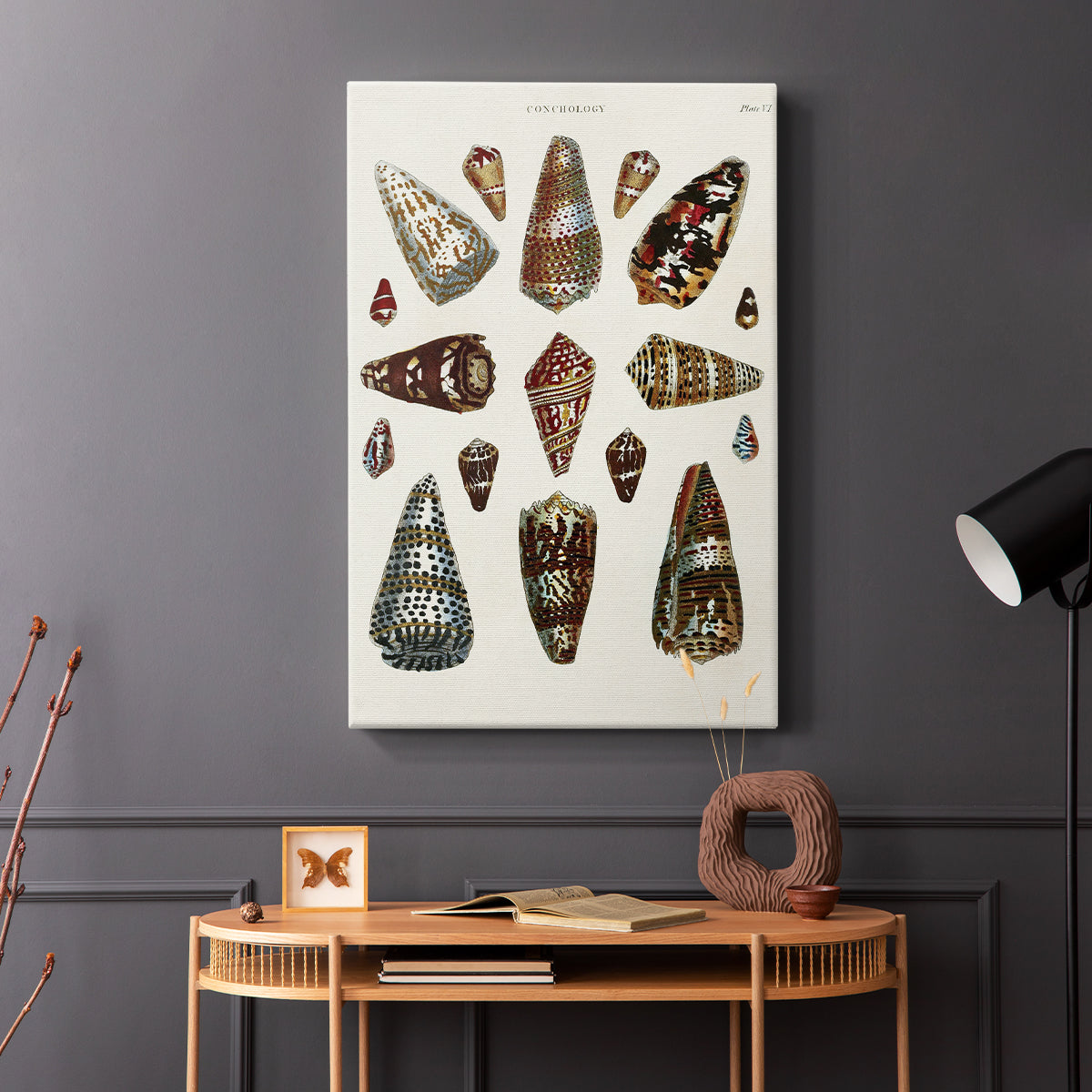 Spiral Shell Formation V - Canvas Art Print