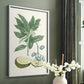 Buchoz Tropicals IV - Restickable Framed Art Print