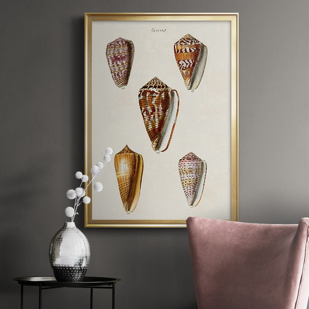 Cone Shell Collection VI - Modern Framed Canvas Print