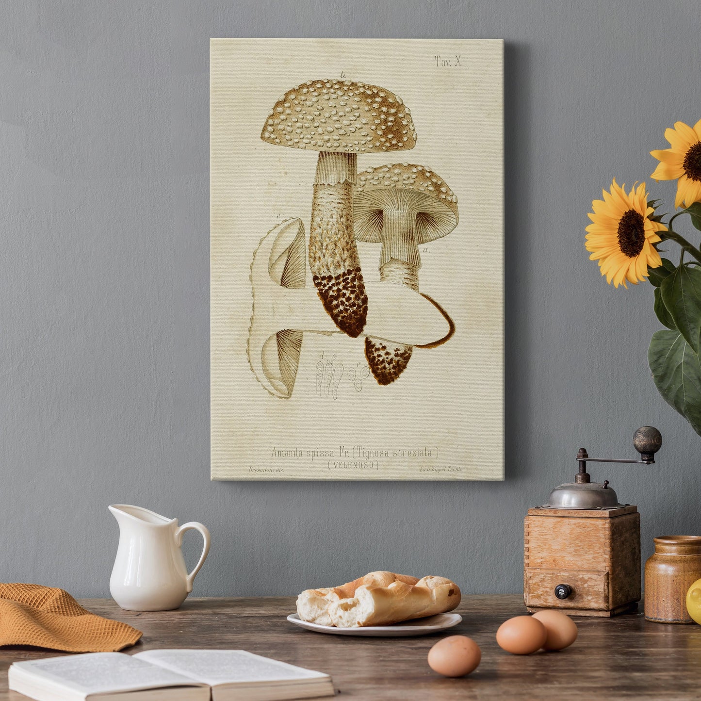 Mushroom Varieties VIII Premium Gallery Wrapped Canvas - Ready to Hang