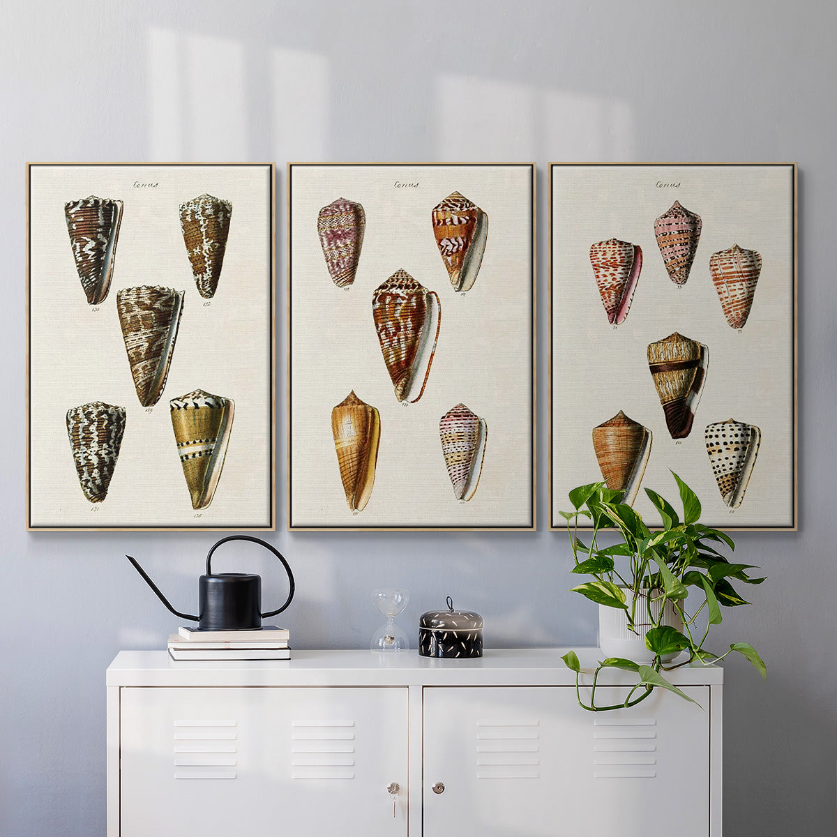 Cone Shell Collection IV - Framed Premium Gallery Wrapped Canvas L Frame 3 Piece Set - Ready to Hang