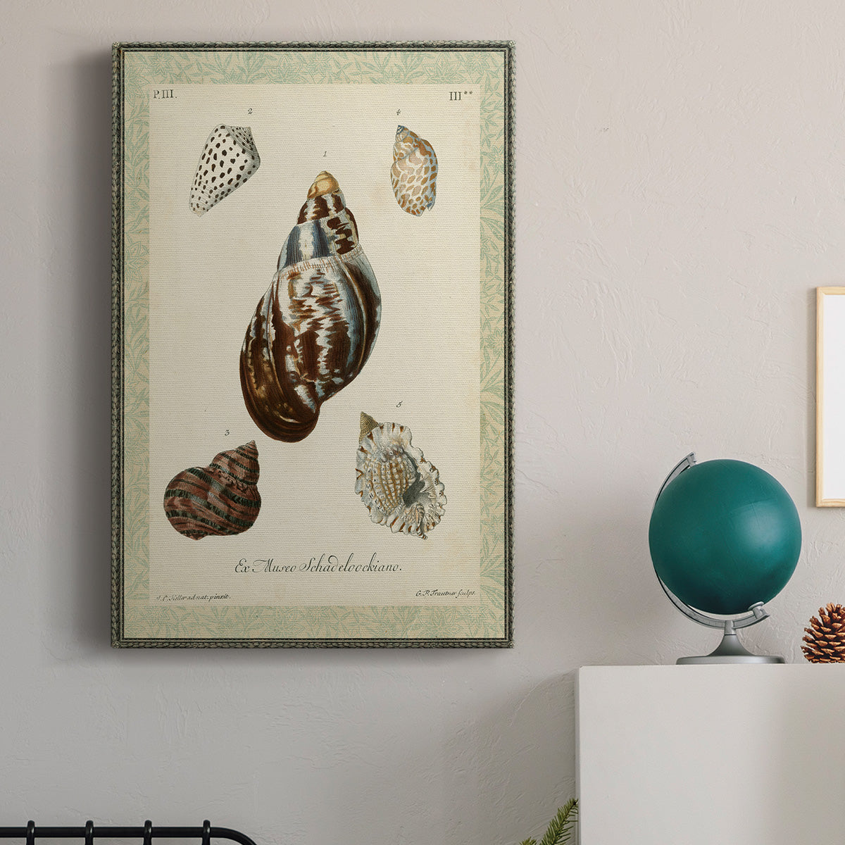 Bookplate Shells VII Premium Gallery Wrapped Canvas - Ready to Hang