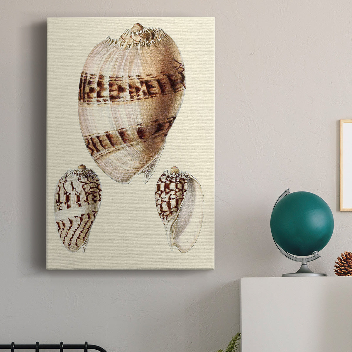 Splendid Shells V Premium Gallery Wrapped Canvas - Ready to Hang