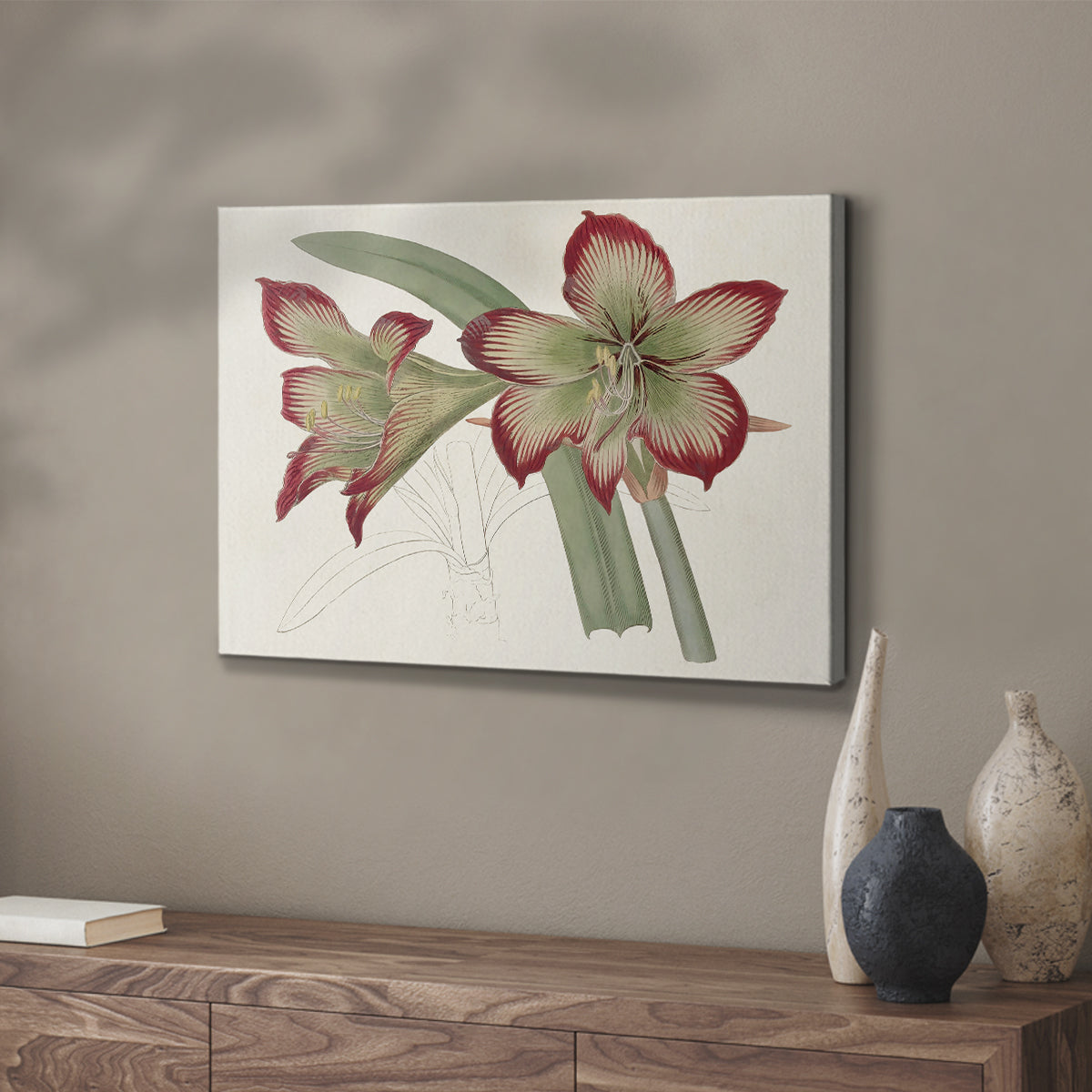 Amaryllis Varietals IV - Canvas Art Print