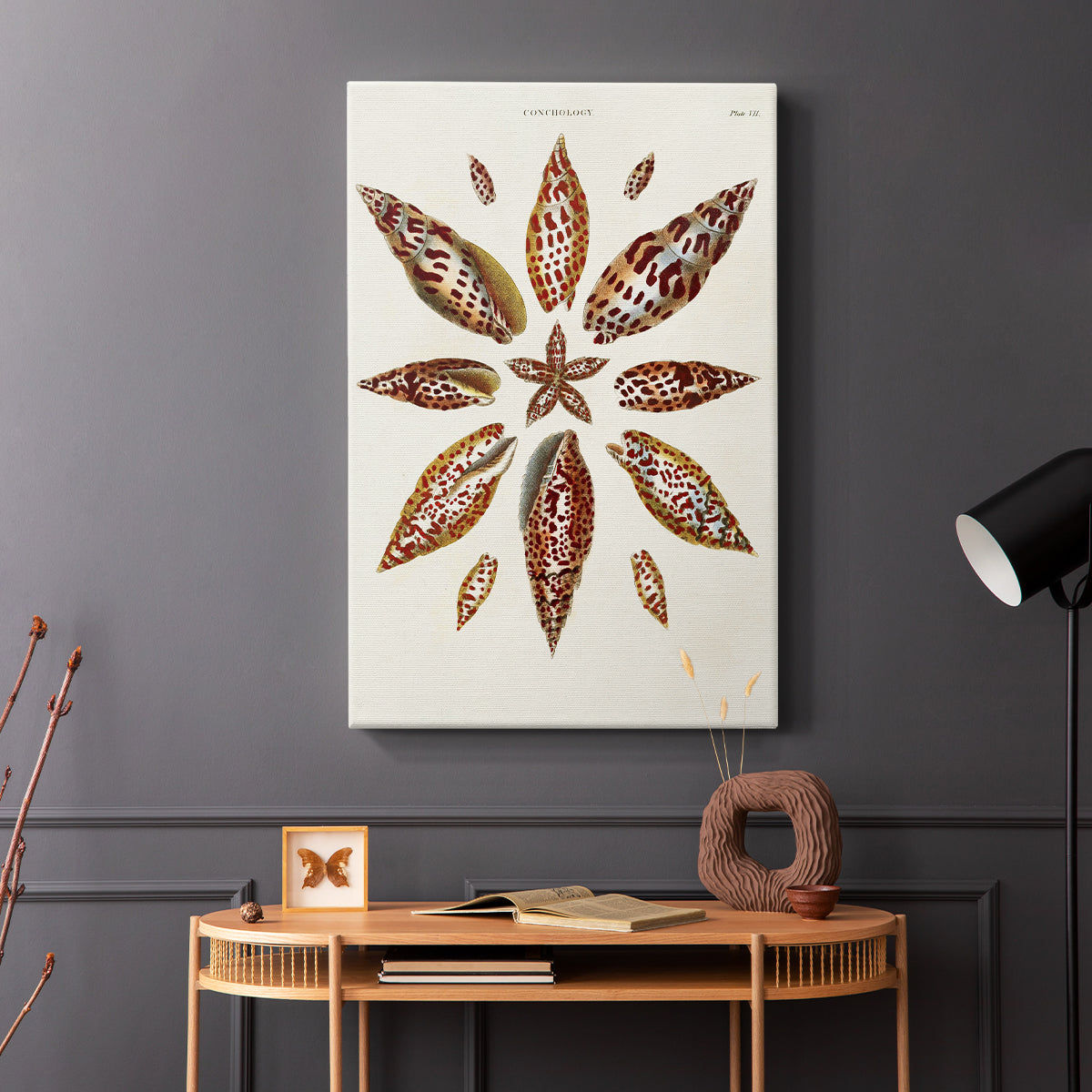 Spiral Shell Formation I - Canvas Art Print