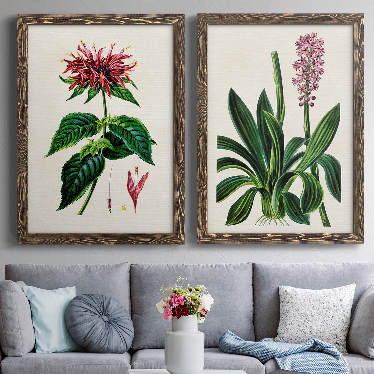 Set of two walnut barnwood framed canvas prints depicting paired antique botanical plate illustrations with detailed blossoms, leaves, roots, and archival cream grounds above a sofa in a contemporary living room.