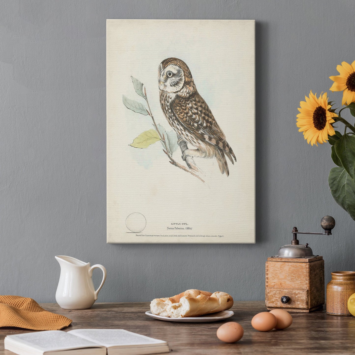 Little Owl Premium Gallery Wrapped Canvas - Ready to Hang