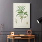 Antique Almond Botanical II - Canvas Art Print