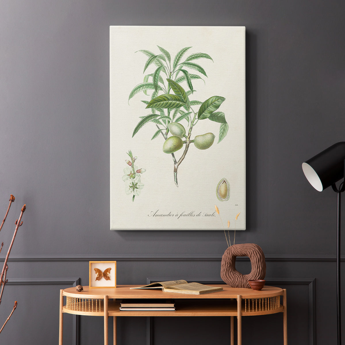 Antique Almond Botanical II - Canvas Art Print