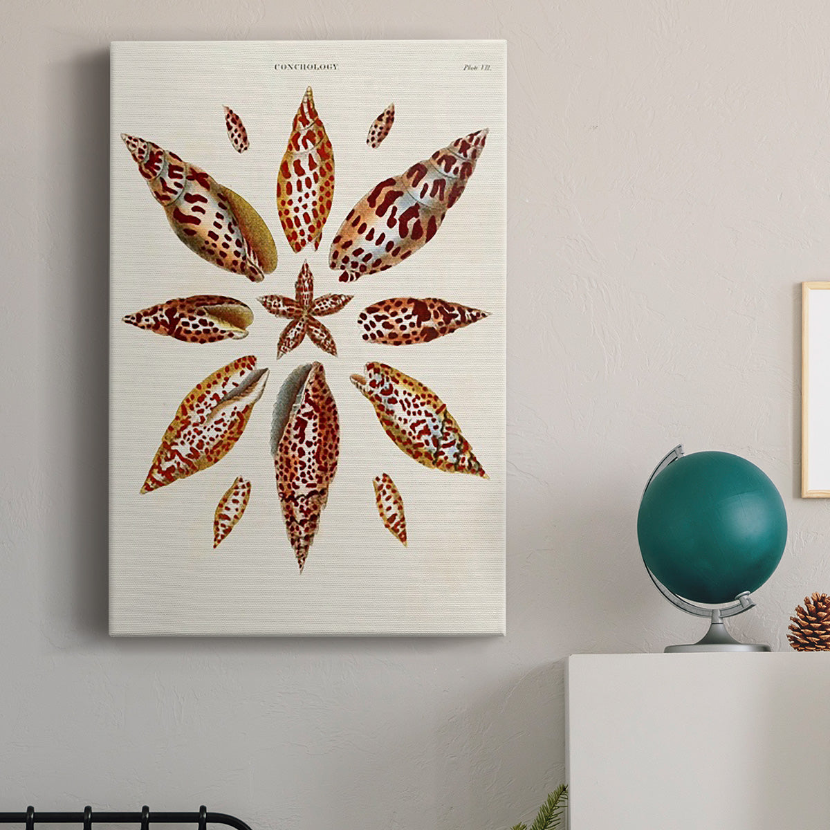 Spiral Shell Formation I - Canvas Art Print