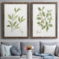 Herb Sage - Premium Framed Canvas 2 Piece Set - Ready to Hang