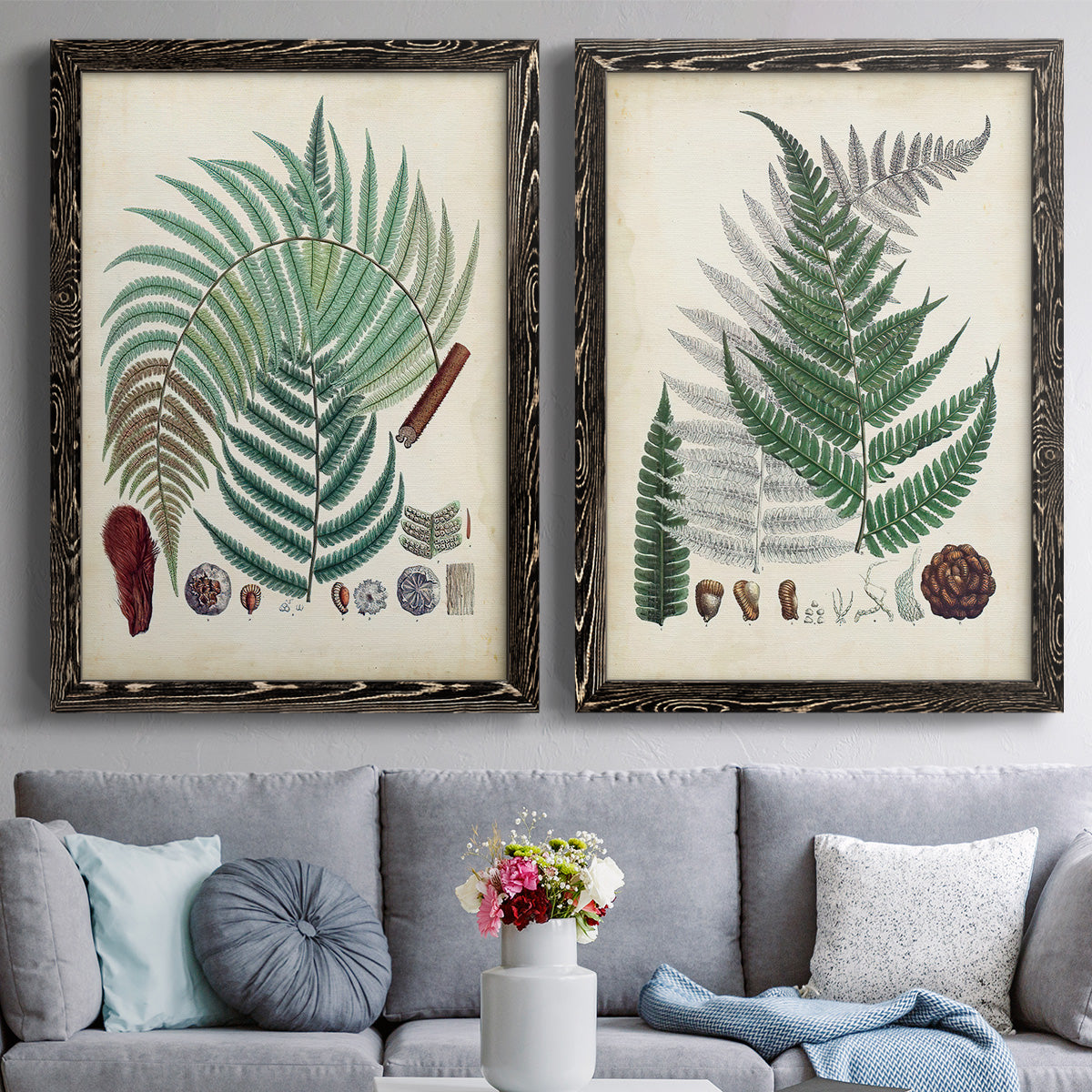 Set of two black barnwood framed canvas prints depicting paired natural-history fern plates with varied green fronds, roots, spores, and archival labels above a sofa in a contemporary living room.