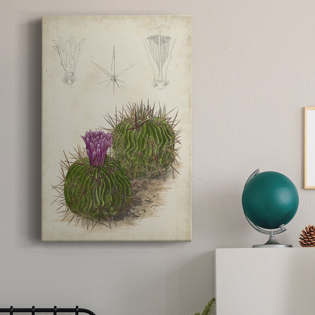 Antique Cactus II Premium Gallery Wrapped Canvas - Ready to Hang