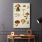 Mushroom Species II - Canvas Art Print