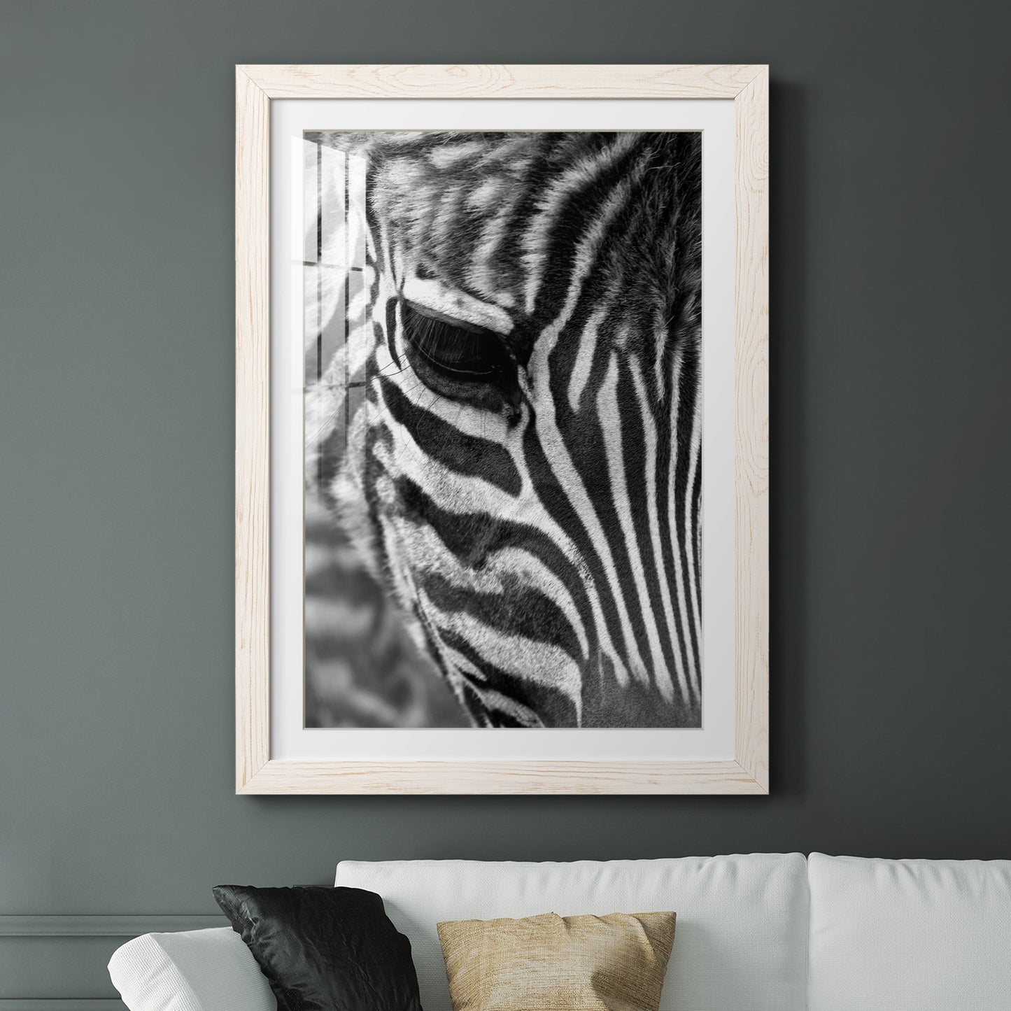 Zebra Colt - Premium Framed Print - Distressed Barnwood Frame - Ready to Hang