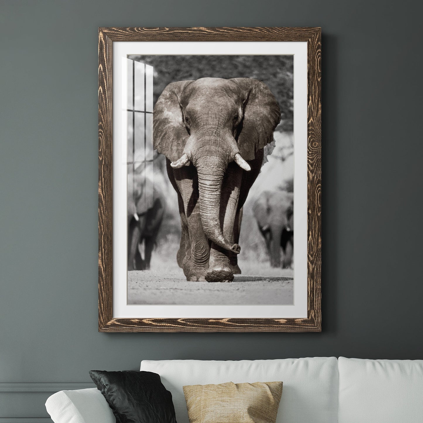 Botswana Patriarch - Premium Framed Print - Distressed Barnwood Frame - Ready to Hang