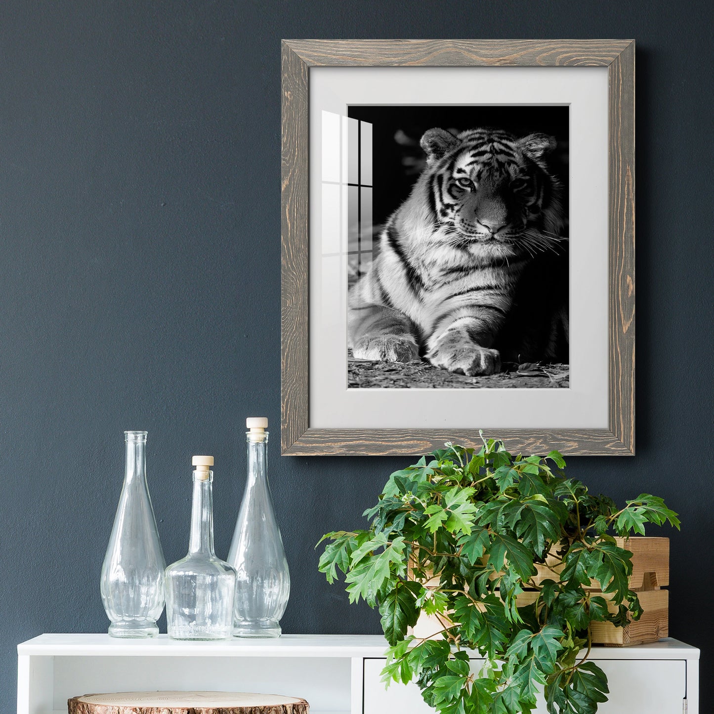 Tiger Repose - Premium Framed Print - Distressed Barnwood Frame - Ready to Hang