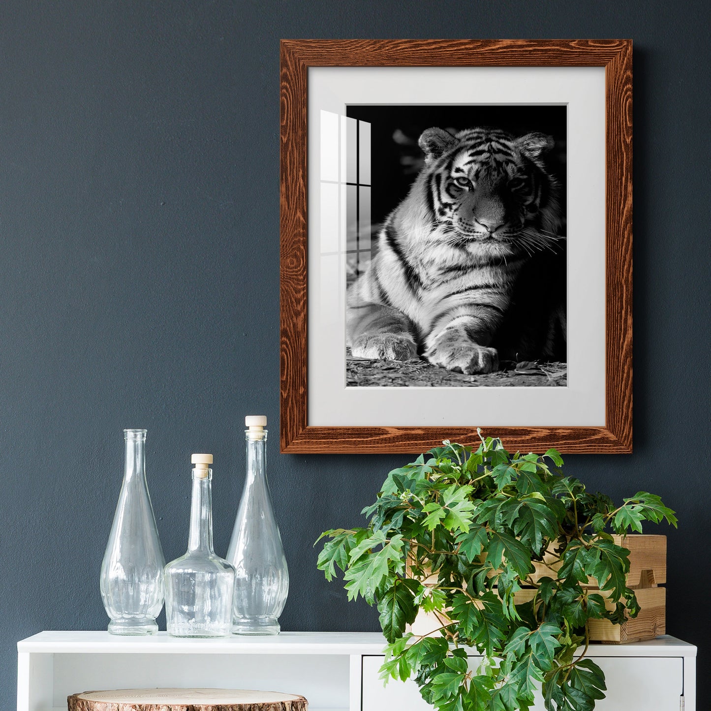 Tiger Repose - Premium Framed Print - Distressed Barnwood Frame - Ready to Hang