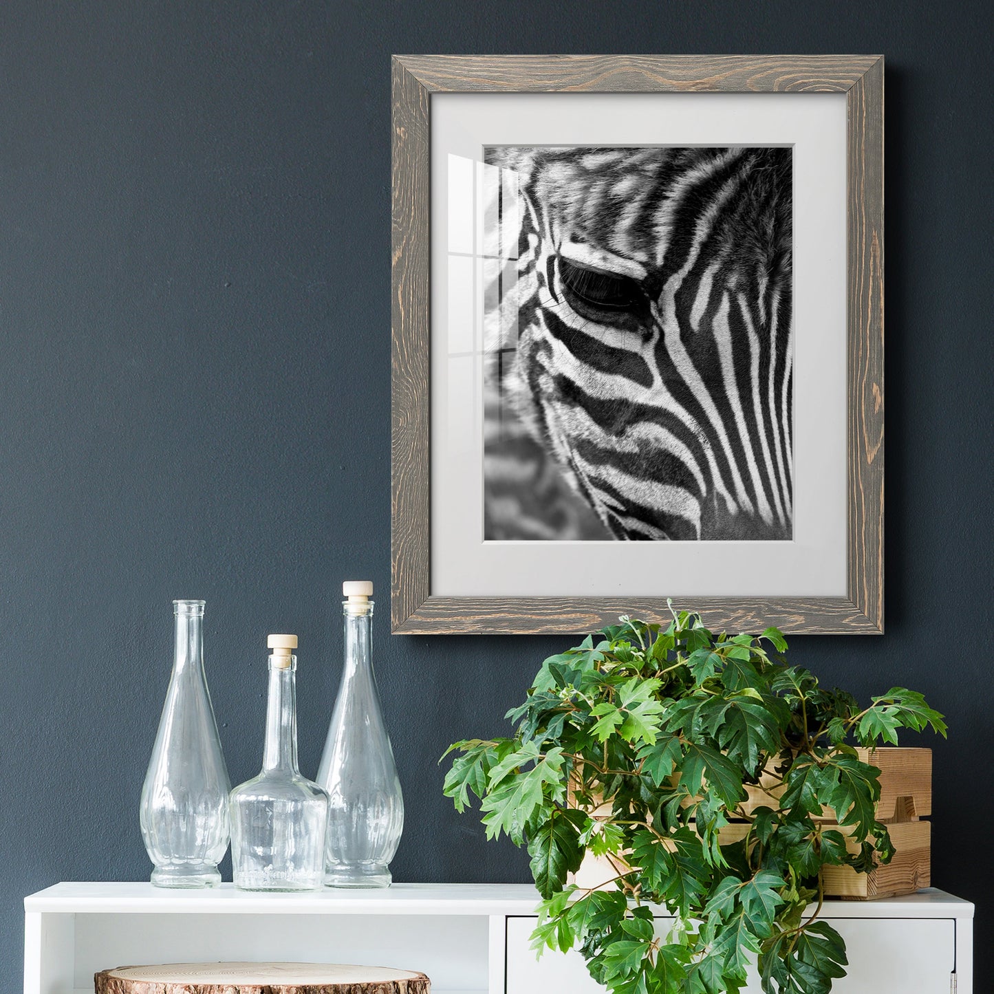 Zebra Colt - Premium Framed Print - Distressed Barnwood Frame - Ready to Hang