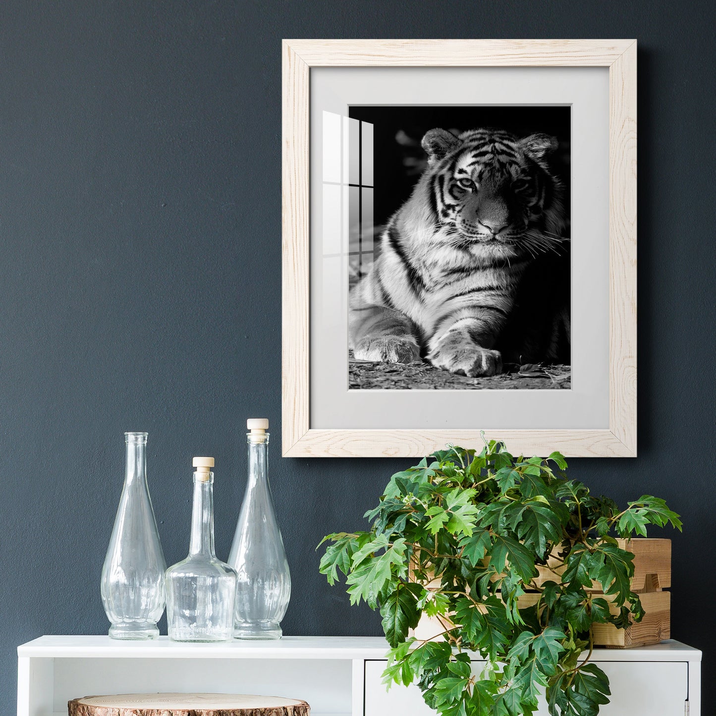 Tiger Repose - Premium Framed Print - Distressed Barnwood Frame - Ready to Hang