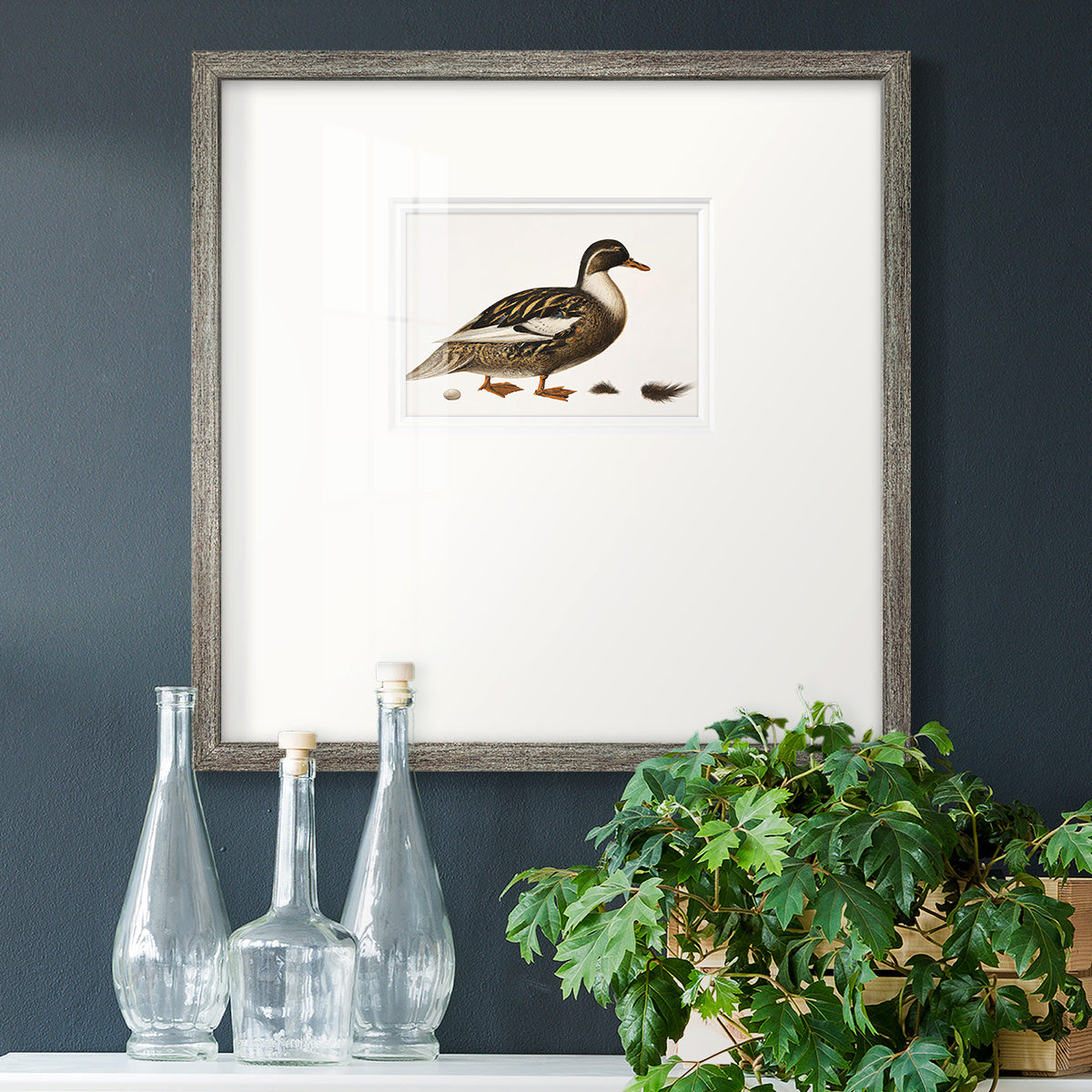 Golden Mallard Premium Framed Print Double Matboard