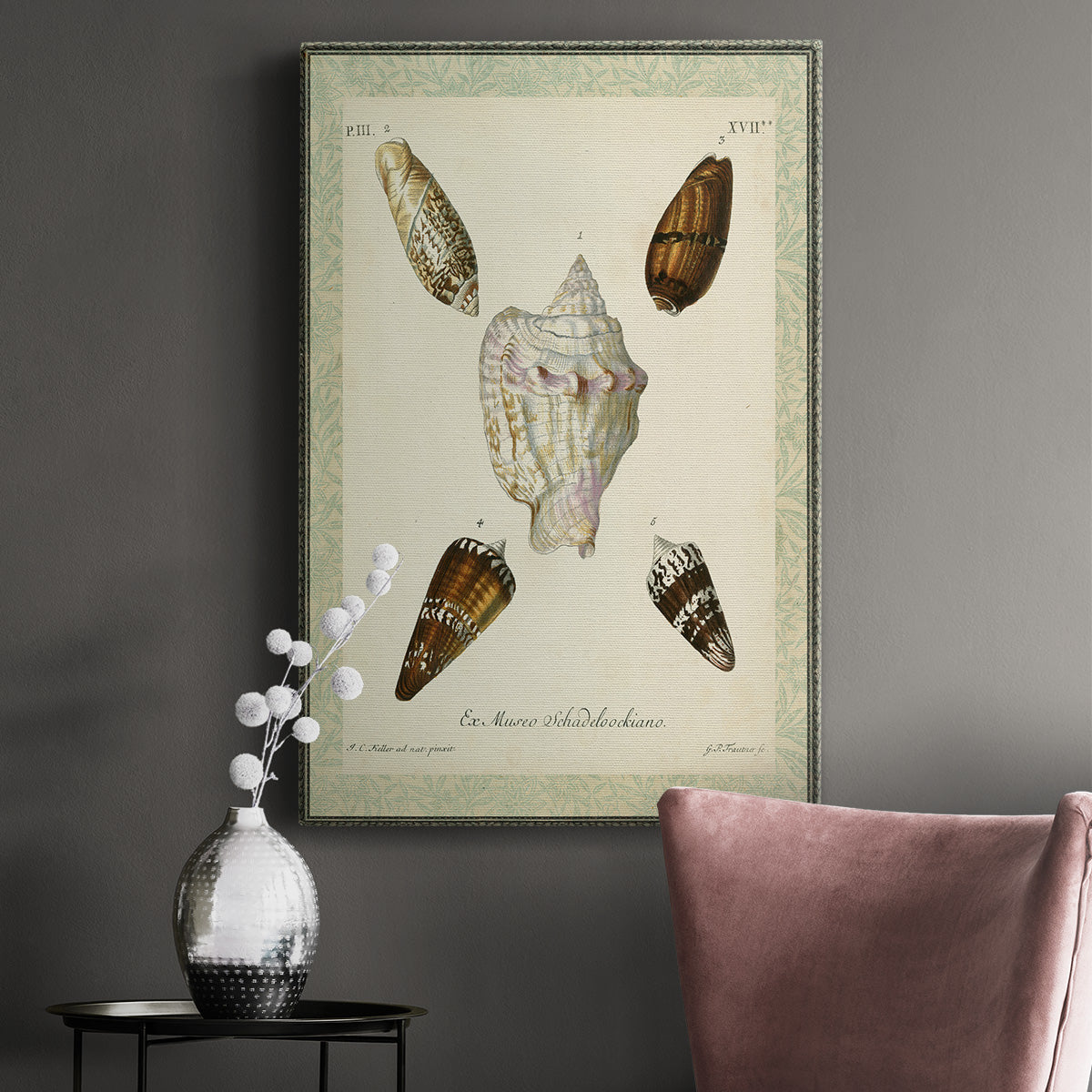 Bookplate Shells IV Premium Gallery Wrapped Canvas - Ready to Hang