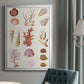 Coral & Shell Collage II -  Framed Canvas Print