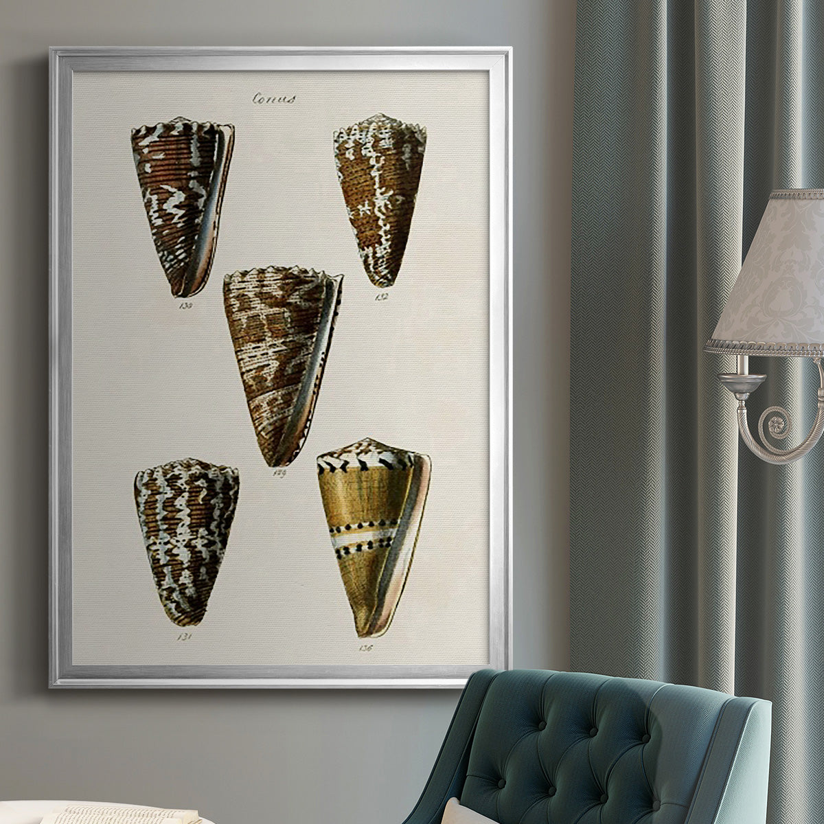 Cone Shell Collection V - Modern Framed Canvas Print