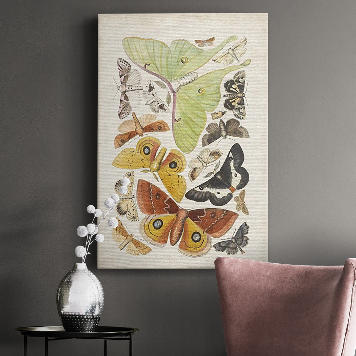 Antique Moths I Premium Gallery Wrapped Canvas - Ready to Hang