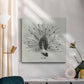 Ebony Plumed Peacock II - Canvas Art Print