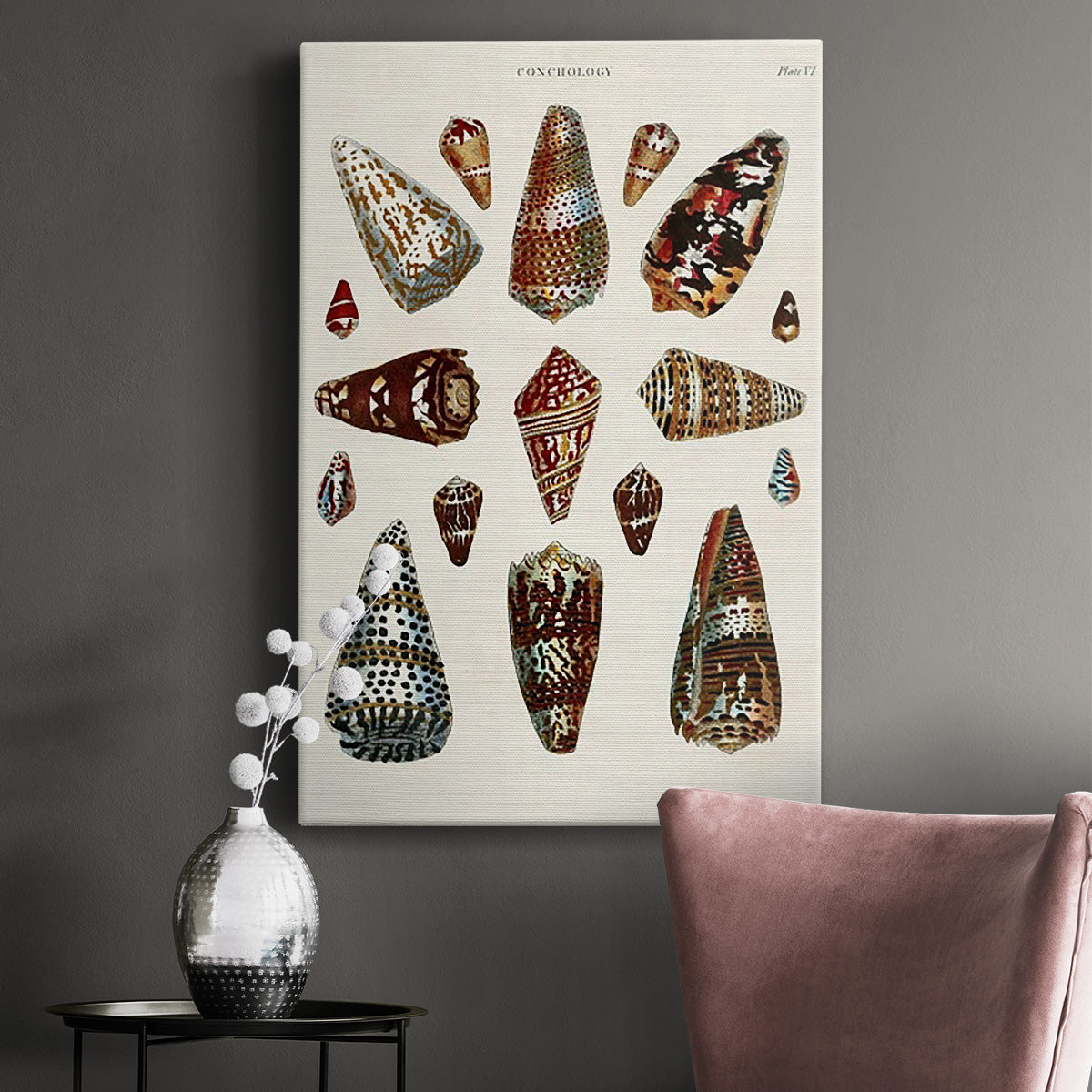 Spiral Shell Formation V - Canvas Art Print