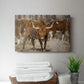Longhorns - Canvas Art Print